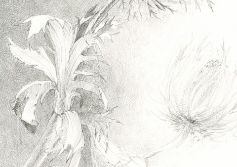 Hothouse Drawings Hothouse Drawings